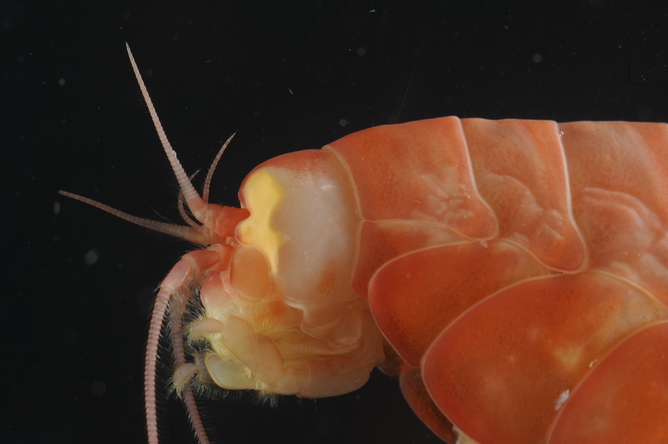 An Amphipod at 8,000 metres. Alan Jamieson, Author provided