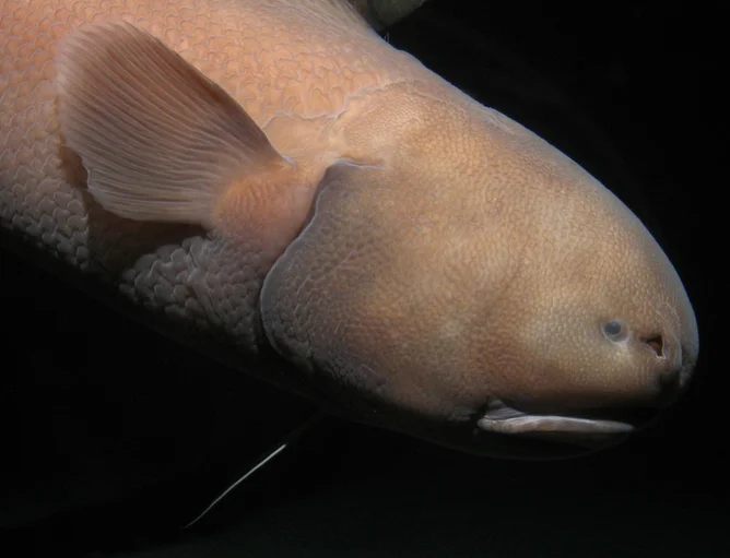 Cusk eel at 6,500 metres. Alan Jamieson, Author provided
