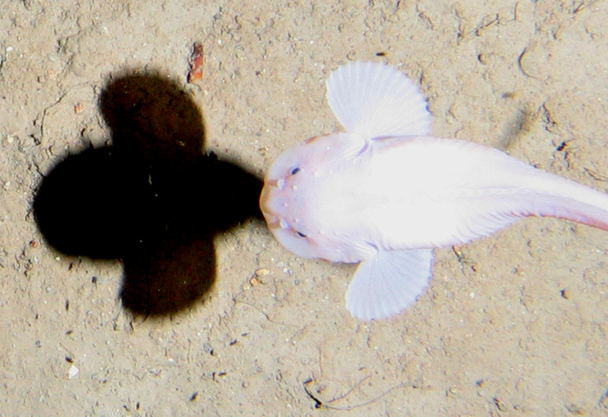 A snailfish swims 7,400 metres below the surface. Alan Jamieson, Author provided