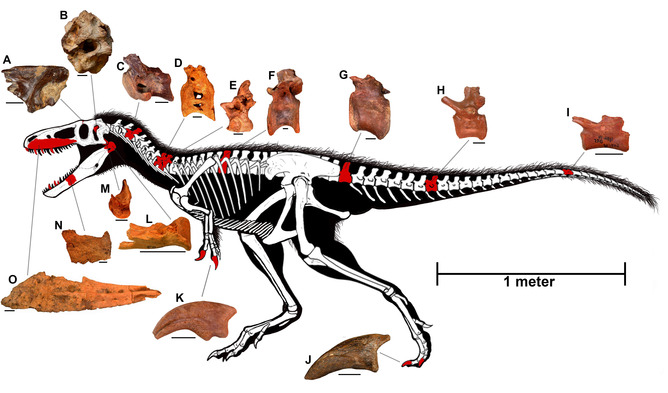 Fossil jigsaw. - Image Credit: Todd Marshall / Stephen Brusatte, Author provided