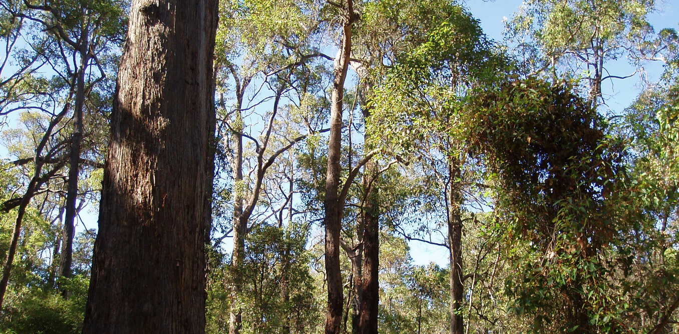 Western Australia’s few remaining giant jarrahs are increasingly lonely monuments to the forest’s towering past. - Image Credit: Amanda Slater/Wikimedia Commons