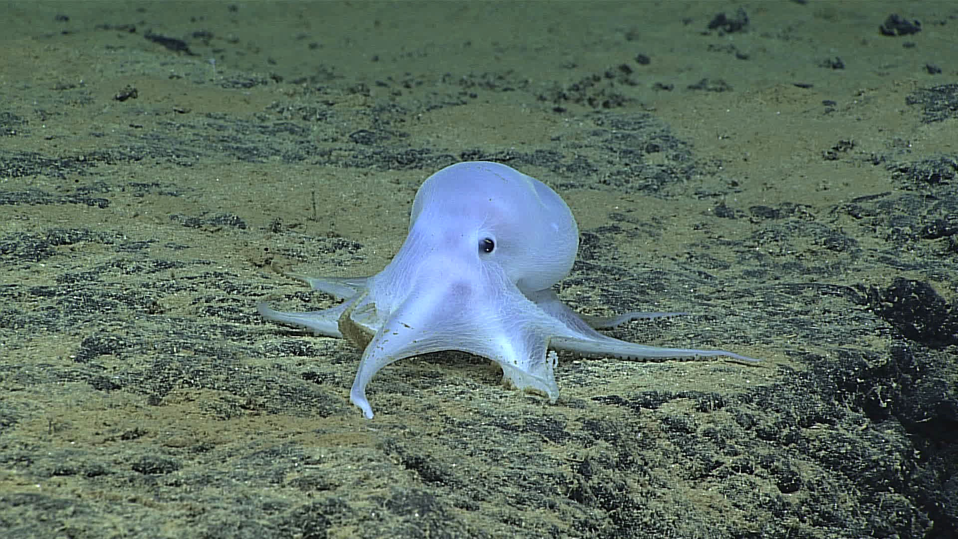 This ghostlike octopod is almost certainly an undescribed species and may not belong to any described genus. - Image Credit: NOAA Office of Ocean Exploration and Research. 