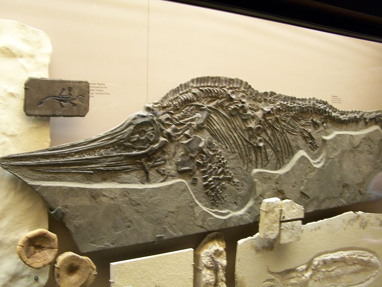 Ichthyosaur fossil. – Image Credit: Zach Tirrell/Wikimedia Commons , CC BY-SA