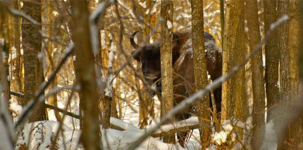 The forest is home to around 800 bison. - Image Credit: Francesco Carrani , CC BY