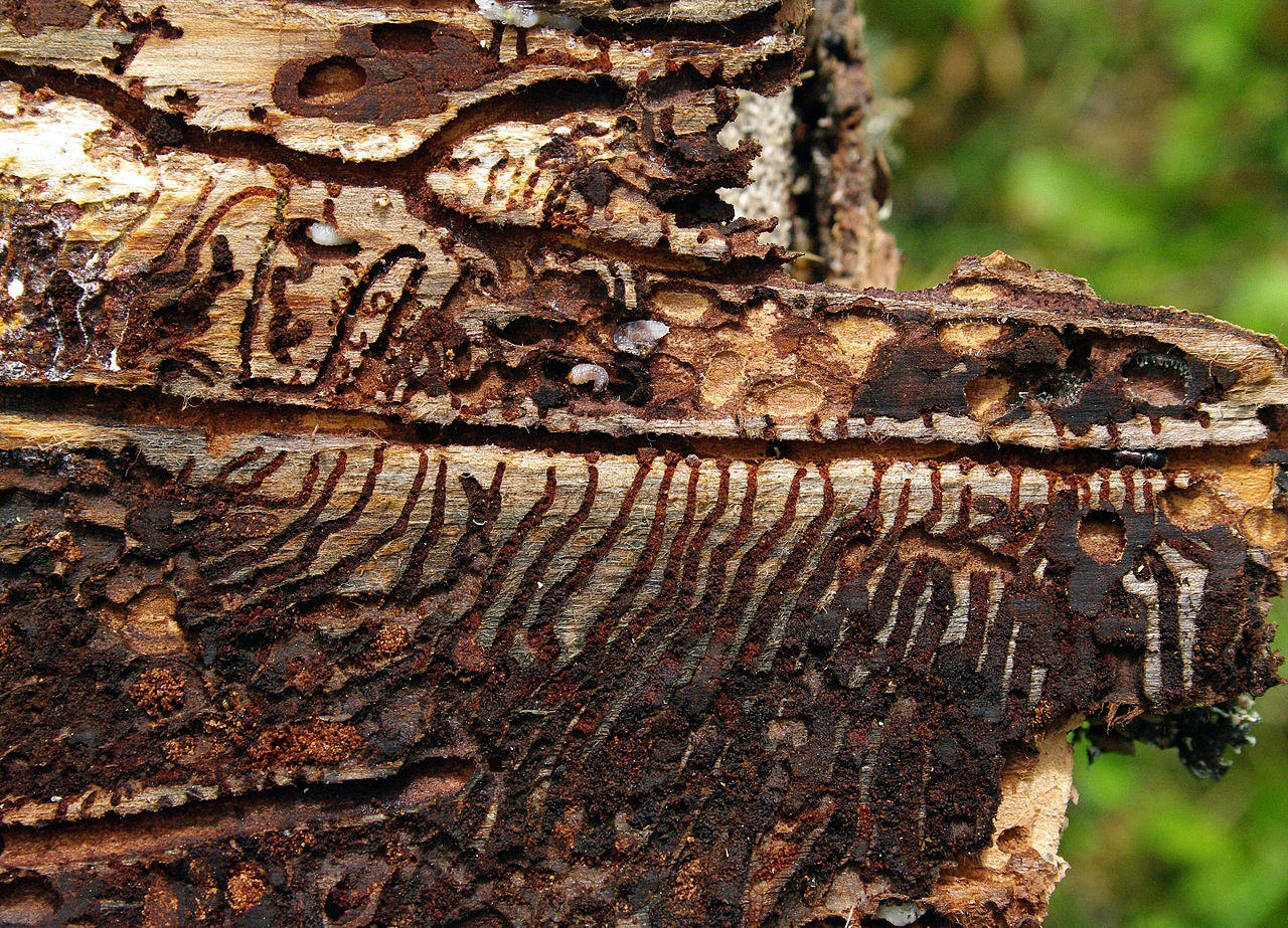 Spruce bark beetles were here…and it didn’t end well for the tree. - Image Credit: Tõnu Pani/WikimediaCommons, CC BY-SA