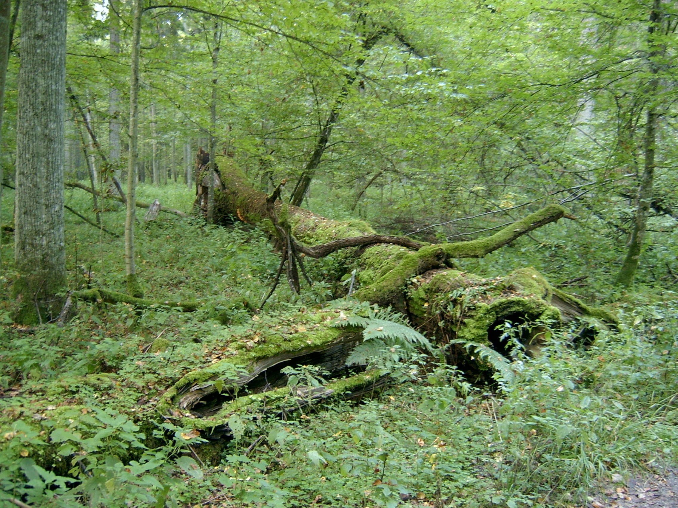 The forest food web starts here – Image Credit: Ralf Lotys/WikimediaCommons