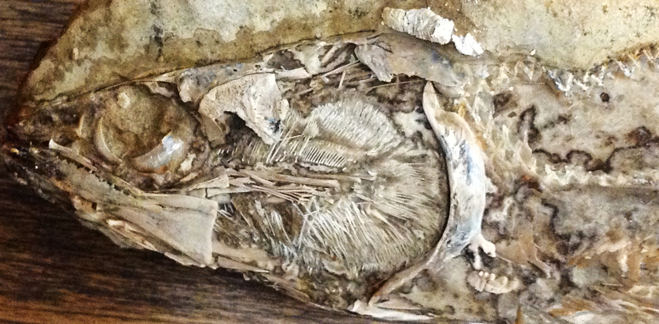 This 119 million year old fish, Rhacolepis , is the first fossil to show a 3D preserved heart which gives us a rare window into the early evolution of one of our body’s most important organs. - Image Credit: Dr John Maisey, American Museum of Natural History in New York, Author provided
