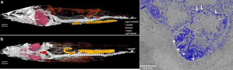The fish Rhacolepis imaged by synchrotron tomography showing the heart (left) and a cross-section through the heart showing valves (right, white arrows) - Image Credit: Maldanis et al. (2016)