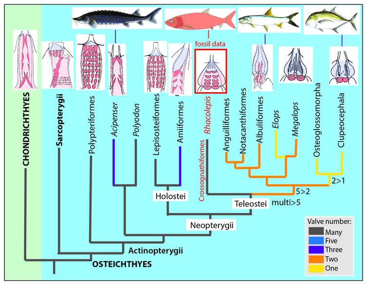 The fossil heart data from Rhacolepis shows an intermediate condition between the many-valved types seen in basal ray-finned fishes and the single-valved hearts in modern teleosts. (From Maldanis et al. 2016) - Image Credit: John Long