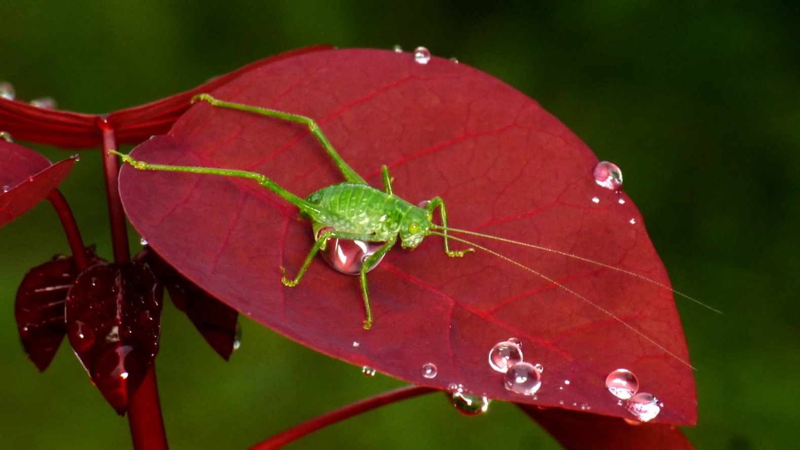 It’s estimated that 10 million more species could be described or redescribed in greater detail. - Image Credit: andreaskay/flickr