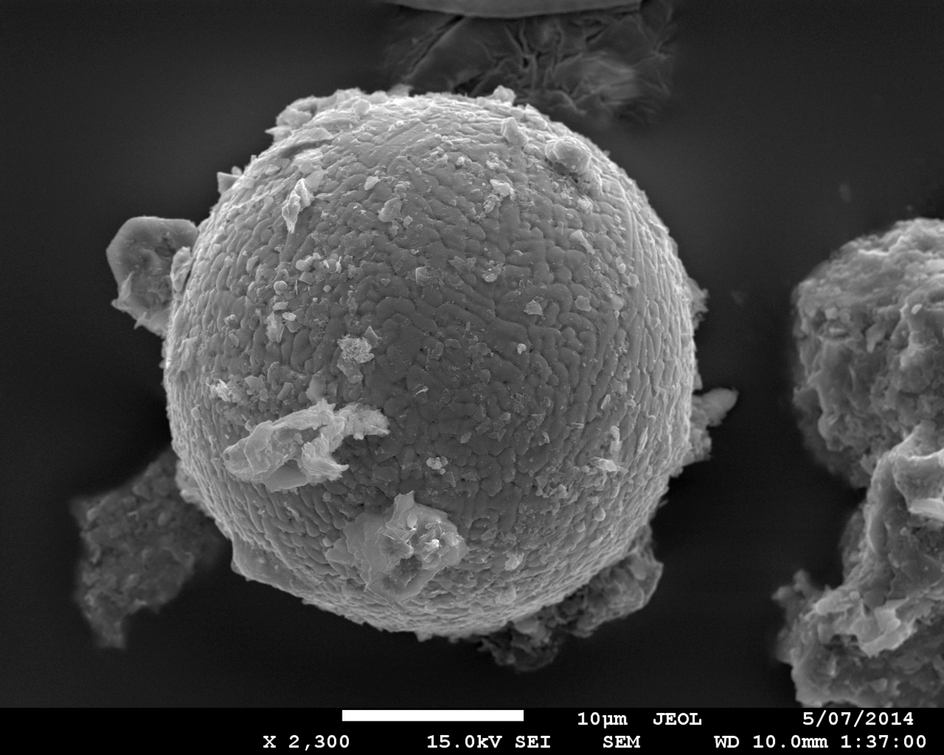 One of the micrometeorites recovered from the Pilbara. Author provided