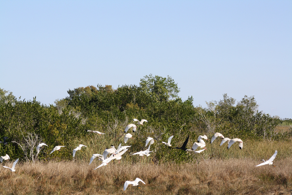 Flock of ibis, Everglades National Park. - Image Credit: Linda Friar, National Park Service/Flickr