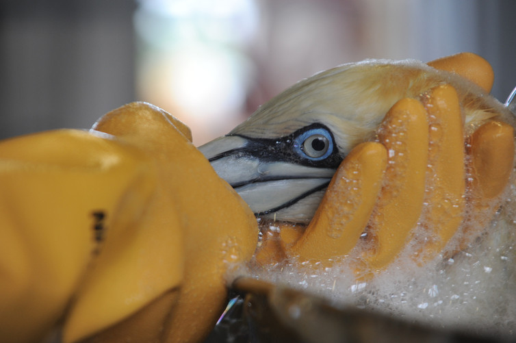 Cleaning an oiled gannet, Theodore, Alabama, June 17, 2010. - Image Credit: Deepwater Horizon Response/Flickr , CC BY-ND