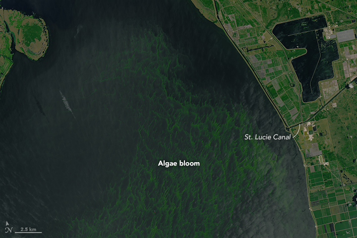 Detail from a satellite photo of Lake Okeechobee’s algae bloom and the St. Lucie canal into which water was released. Rising water levels from heavy winter rains had water managers worried that water would breach the dike. – Image Credit: NASA