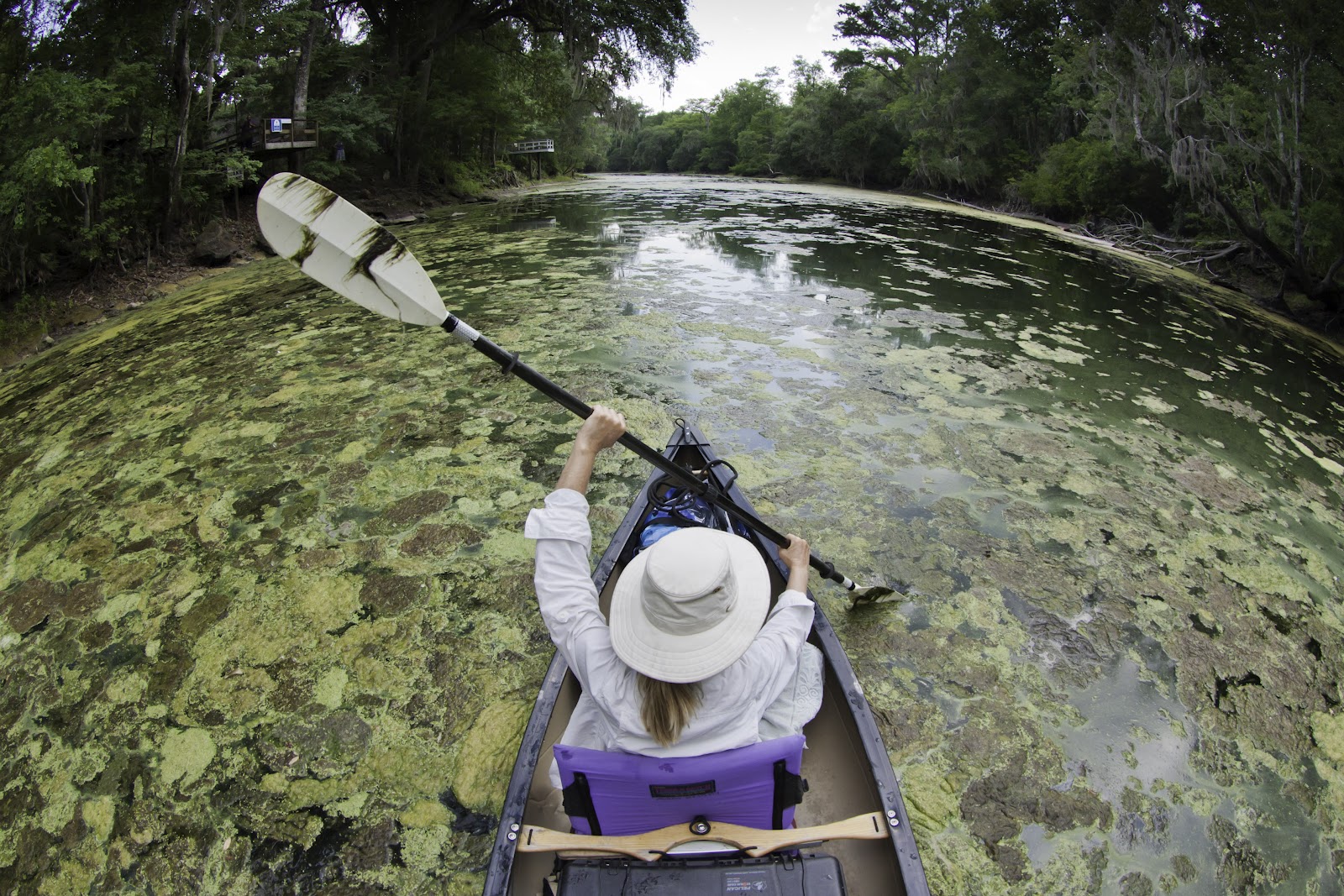 Algae blooms from excess nutrients in the waterways are common and becoming more common in developed countries. - Image Credit: John Moran/EPA