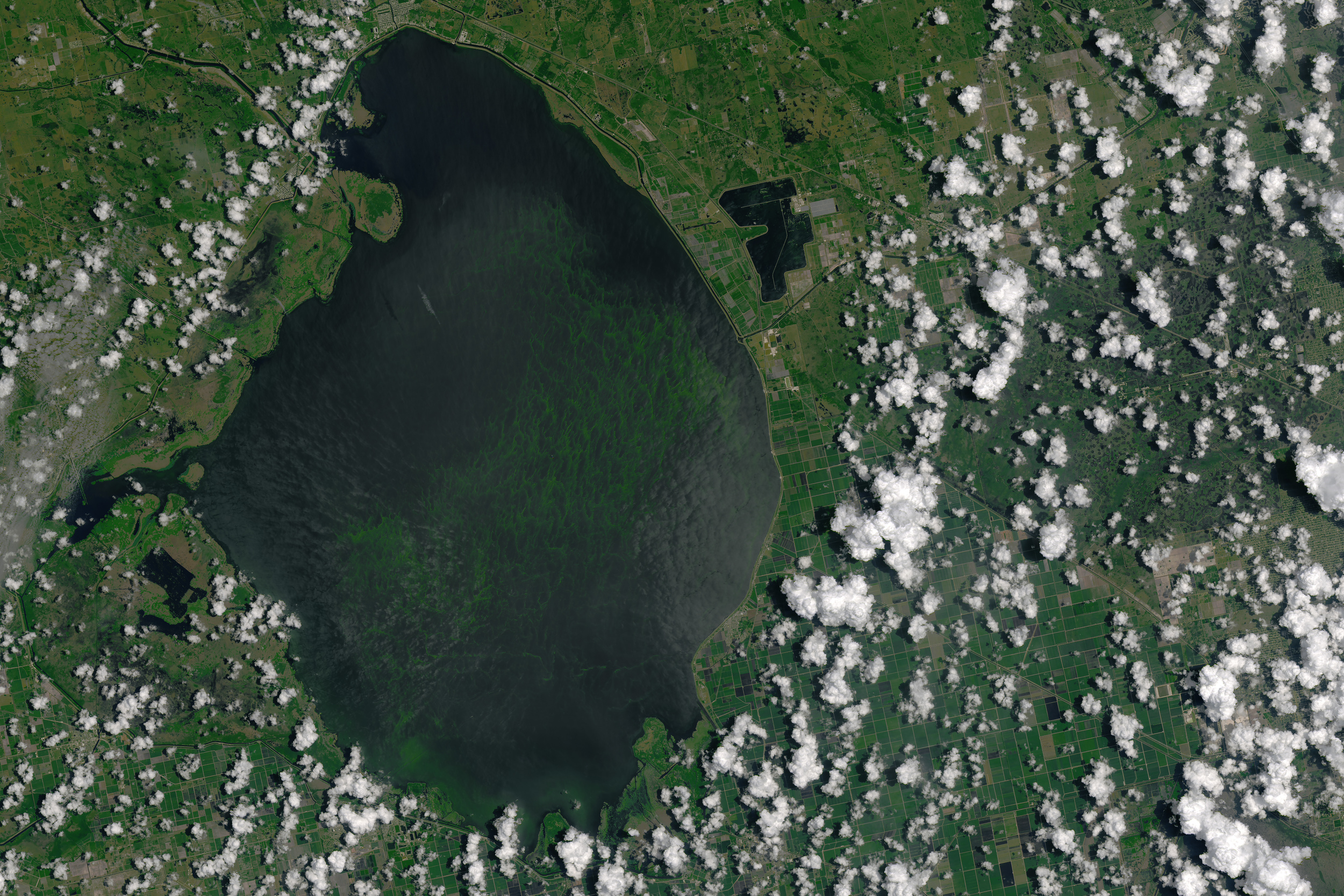 The algae bloom this summer was so large in Lake Okeechobee that it was visible from space. – Image Credit: NASA
