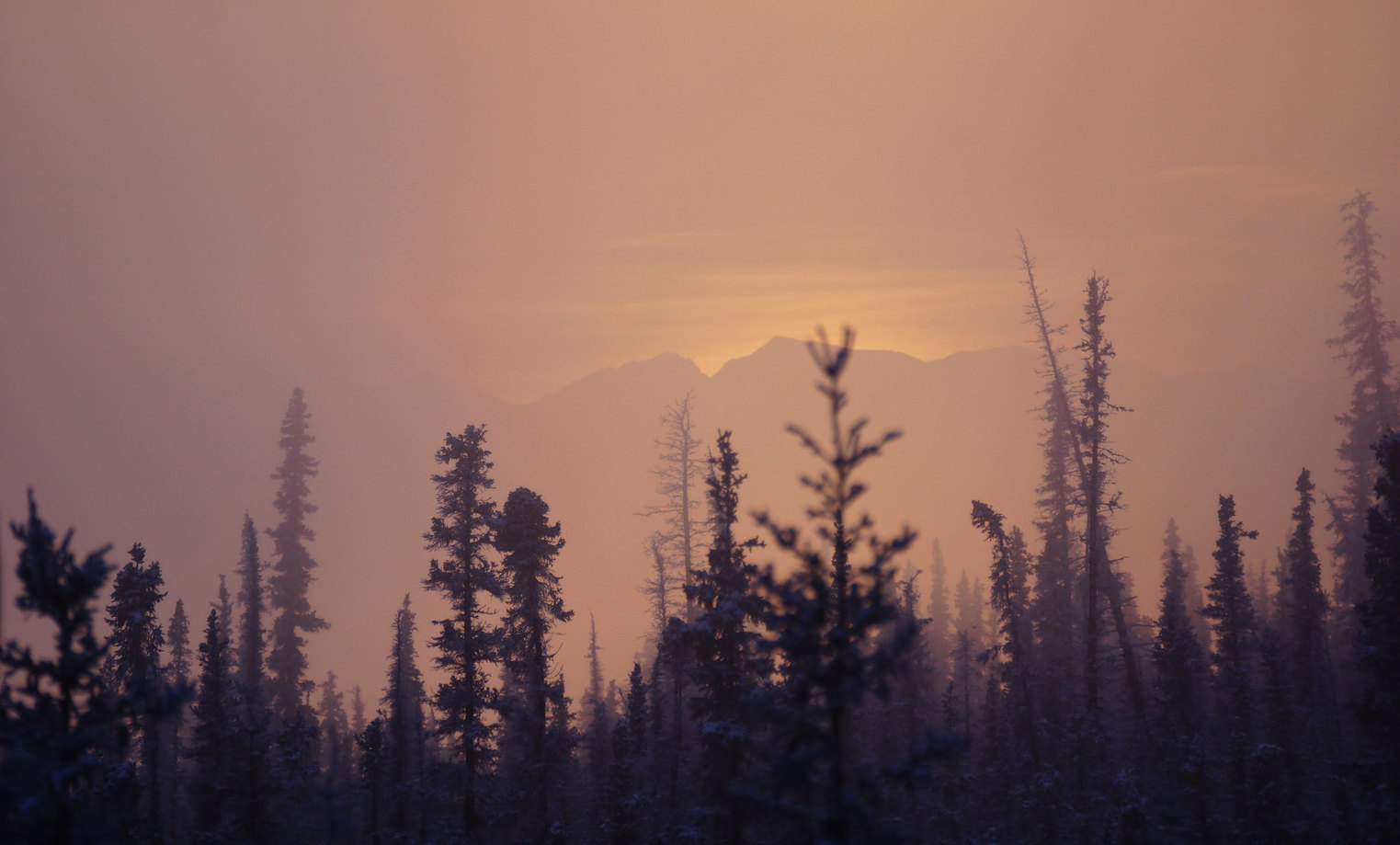 Boreal forests such as this one in Alaska are projected to enter into a different climatic zone from rising temperatures due to climate change and fare worse in the future. – Image Credit: akgypsy37/flickr , CC BY-NC-ND