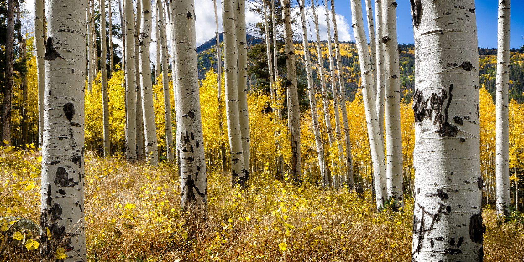 Rising CO2 levels were projected to slow growth of trees in the southwestern U.S., along the Rockies, and through interior Canada and Alaska. – Image Credit: michaelpwilson , CC BY-NC
