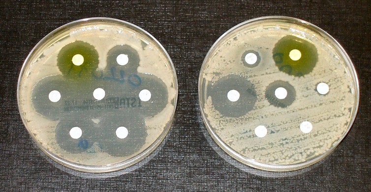 Seven antibiotics tested: bacteria on the left are susceptible to all antibiotics, as shown by the dark, clear rings where bacteria have not grown. Those on the right are fully susceptible to only three. – Image Credit: Dr Graham Beards/wikipedia, CC BY-SA