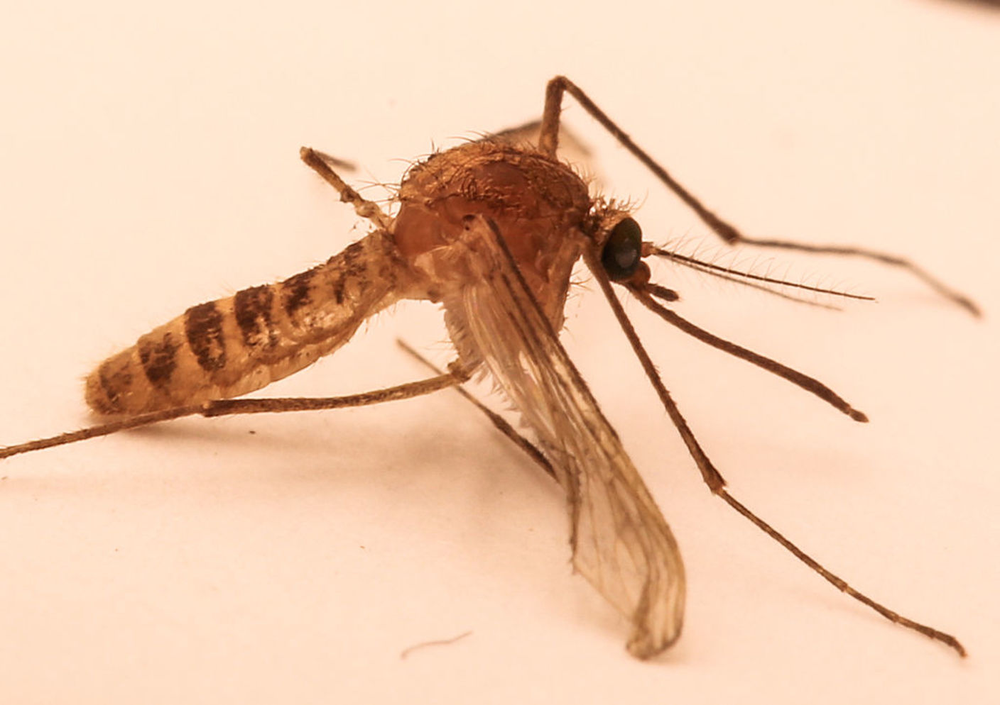 Culex pipiens f. molestus, the mosquito species unique to the London Underground. - Image Credit: Walkabout12, CC BY-SA