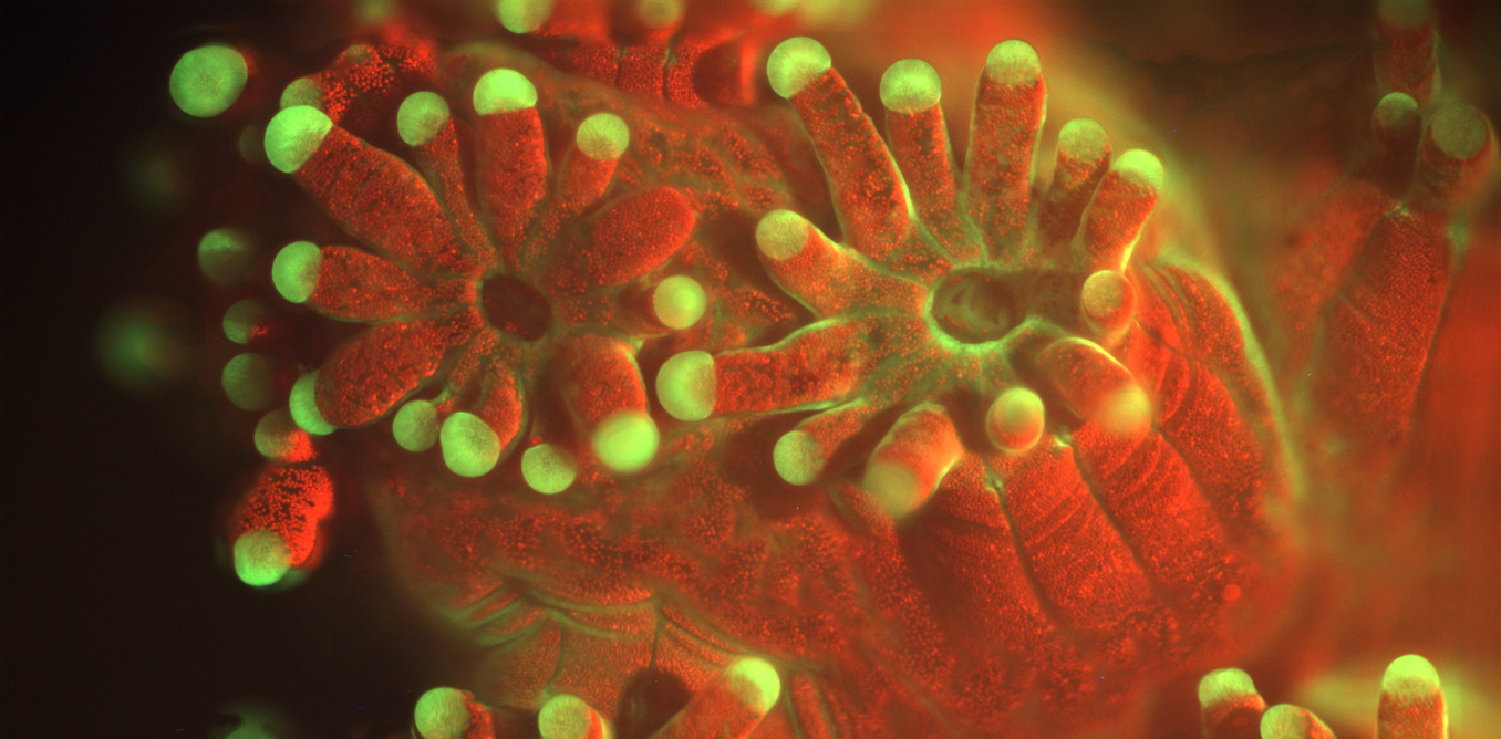 Fluorescent image of the coral Pocillopora damicornis. The field of view is approximately 4.1 x 3.4 mm. Andrew D. Mullen/UCSD, CC BY-ND