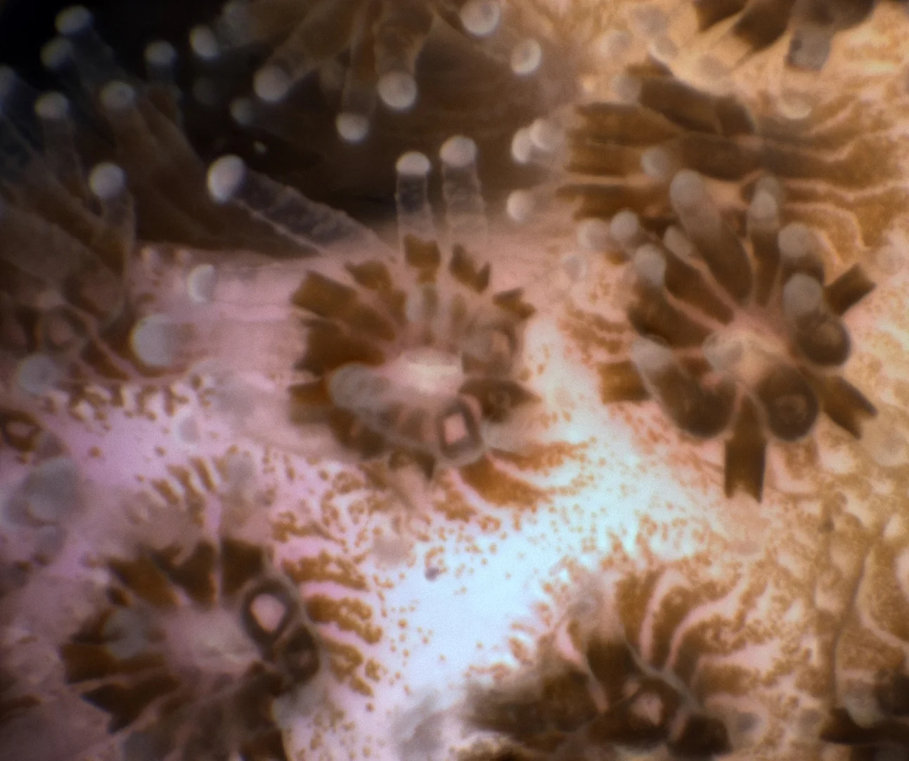 A glimpse of what we’ve been missing: Pocillopora polyps: a 2.8 x 2.4 mm field of view. Andrew D. Mullen/UCSD, CC BY-ND