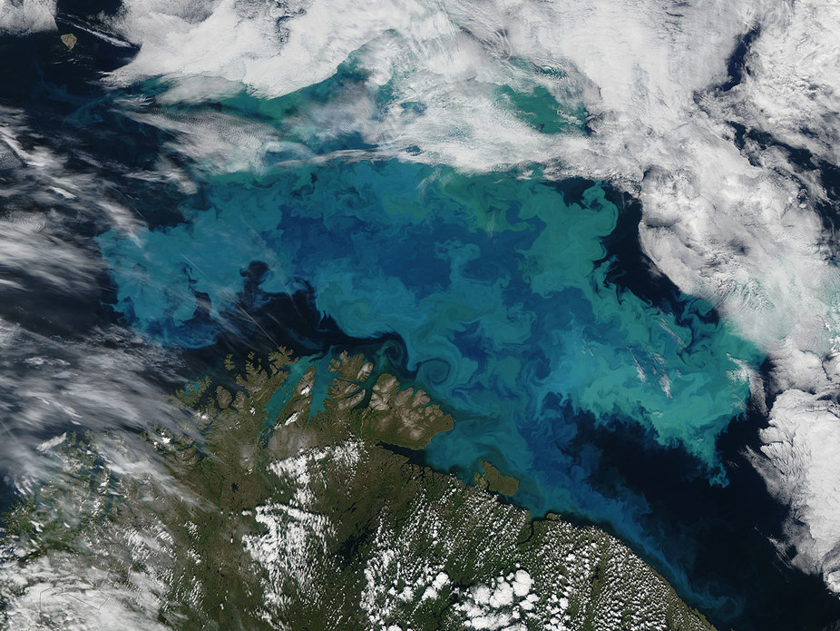 A bloom of phytoplankton in the Barents Sea: the milky blue colour strongly suggests it contains coccolithopores. - Image Credit: Wikimedia/NASA Earth Observatory