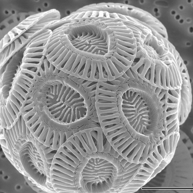 Emiliania huxleyi: a single-celled phytoplankton that produces coccoliths. - Image Credit: Alison R Taylor/Wikimedia , CC BY