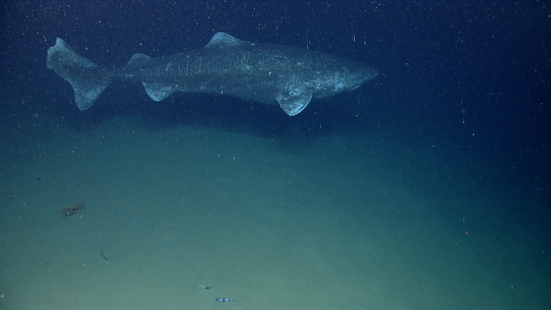 Image Credit: NOAA Photo Library