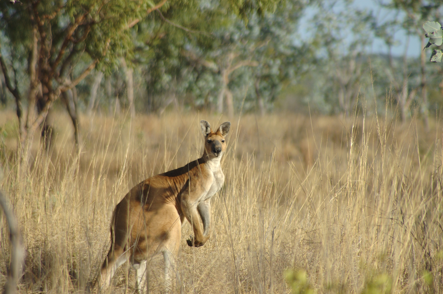 A large male antilopine wallaroo, endemic to tropical Australia. – Image Credit: Euan Ritchie