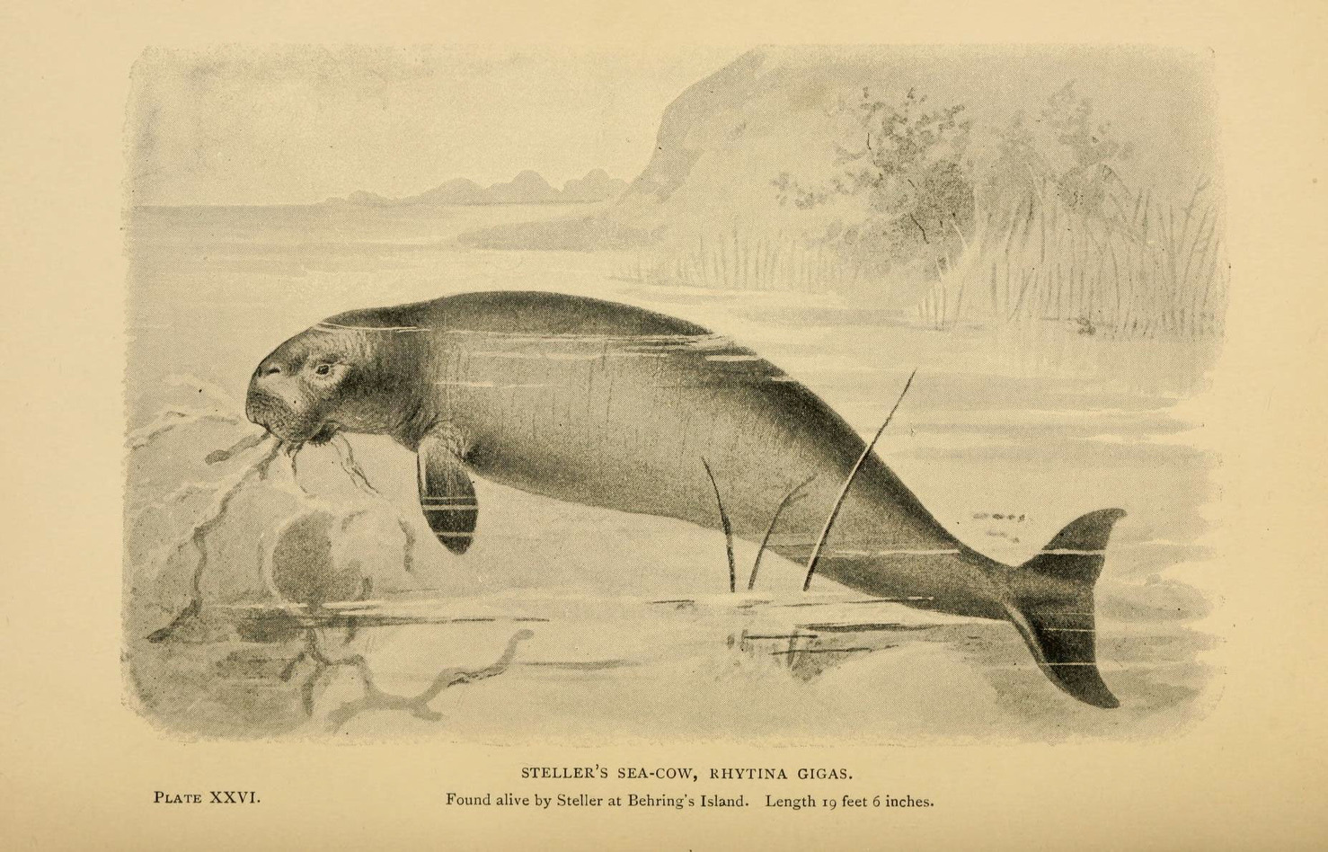 Twice the size of a manatee, the Steller’s sea cow was hunted to extinction in the 1700s. - Image Credit: Biodiversity Heritage Library, CC BY