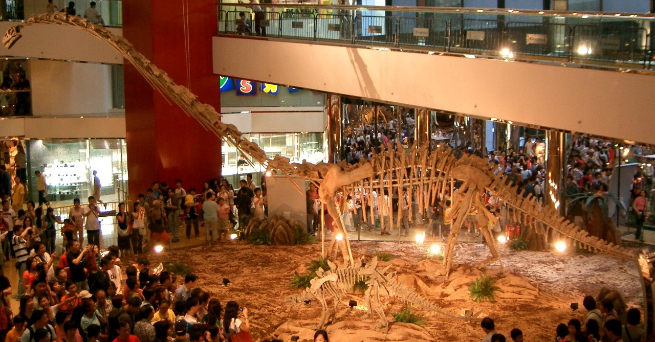 So many fossils – Image Credit: WikimediaCommons
