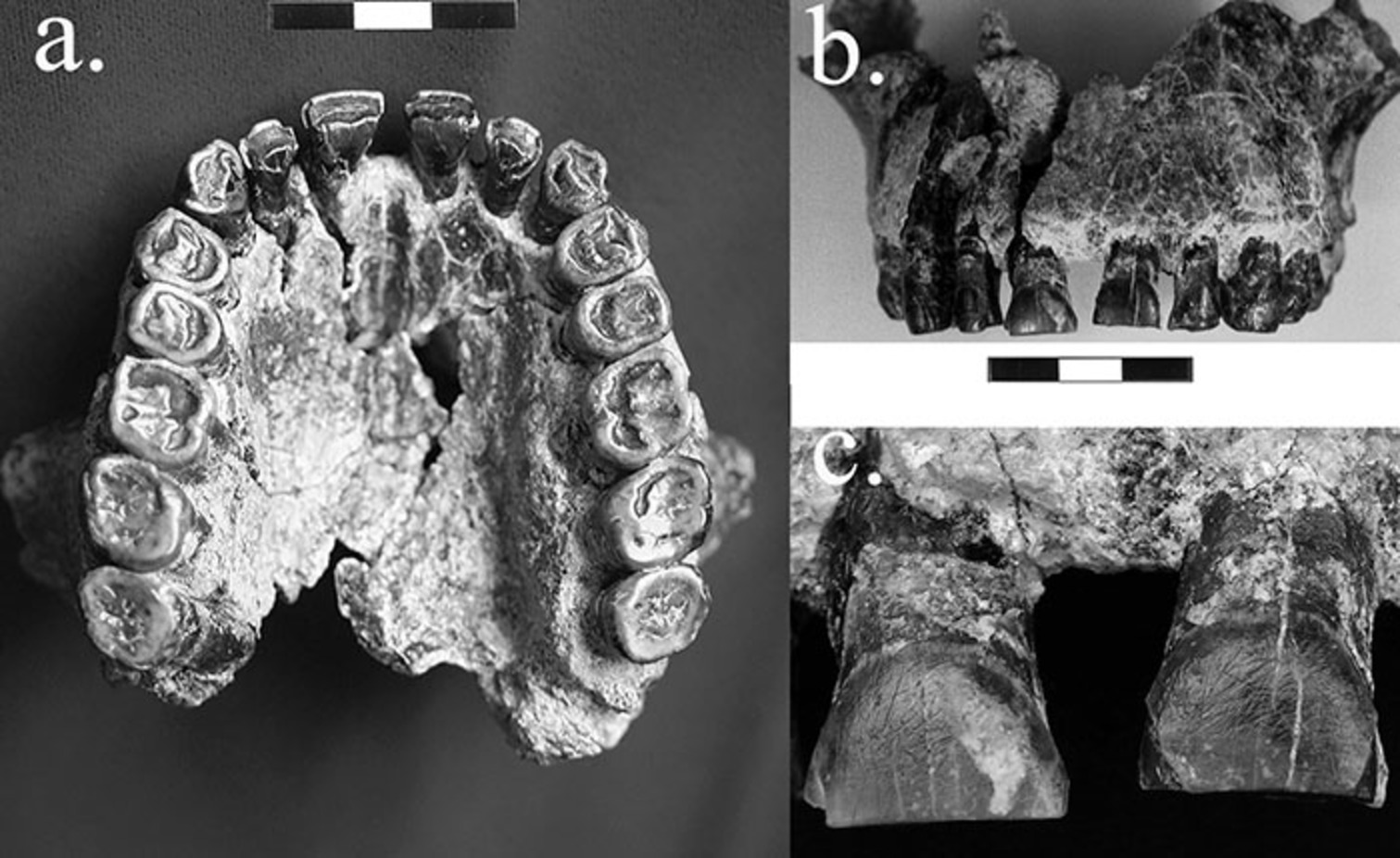 Study finds striations on teeth of a Homo-habilis fossil 1.8 million years old moved from left to right, indicating the earliest evidence in the fossil record for right-handedness. – Image Credit: David Frayer
