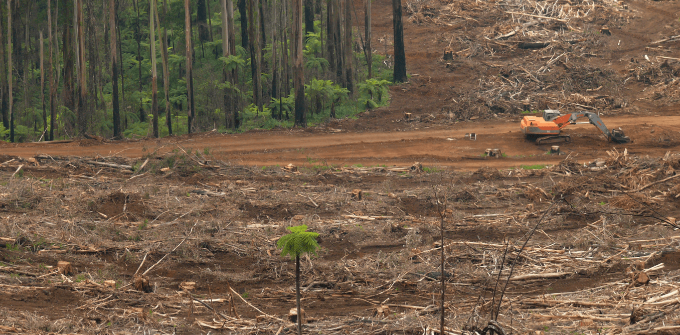 Victoria’s mountain ash ecosystem is vulnerable to collapse. - Image Credit: David Blair, Author provided