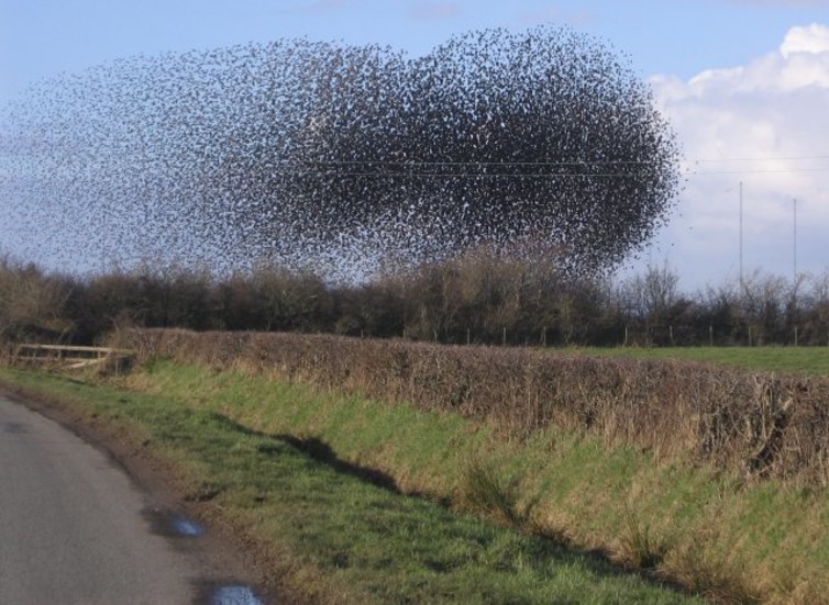 Electrons are like a swarm of birds. - Image Credit: John Holmes/Wikimedia Commons , CC BY-SA