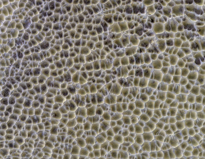 What is this? A vast area of Martian rice paddies? Lizard skin? Nope, just an area of intersecting sand dunes. - Image Credit: NASA/JPL-Caltech/Univ. of Arizona