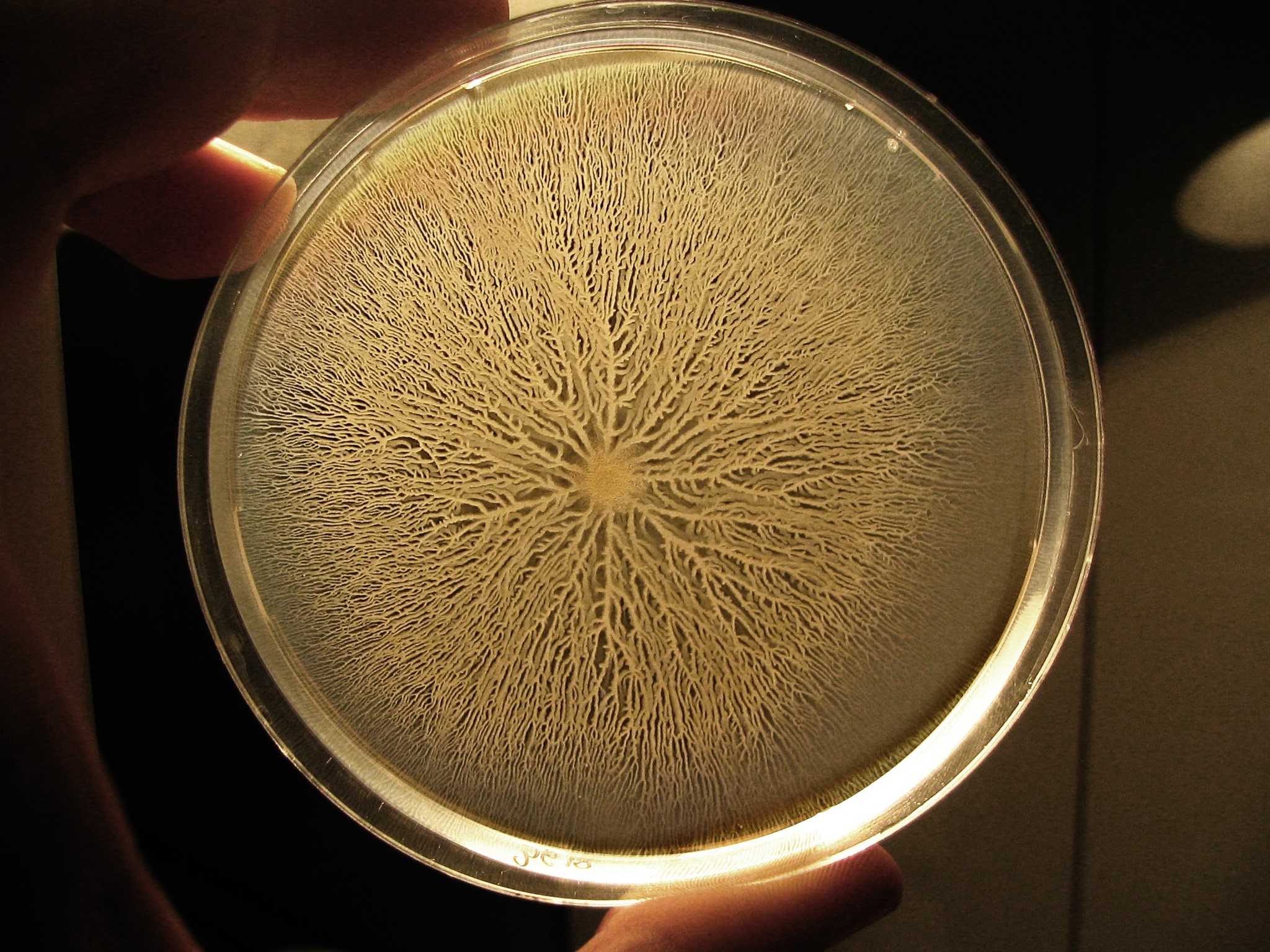 Bacterial colony on a petri dish - Image Credit: Adrian Daerr/WikimediaCommons