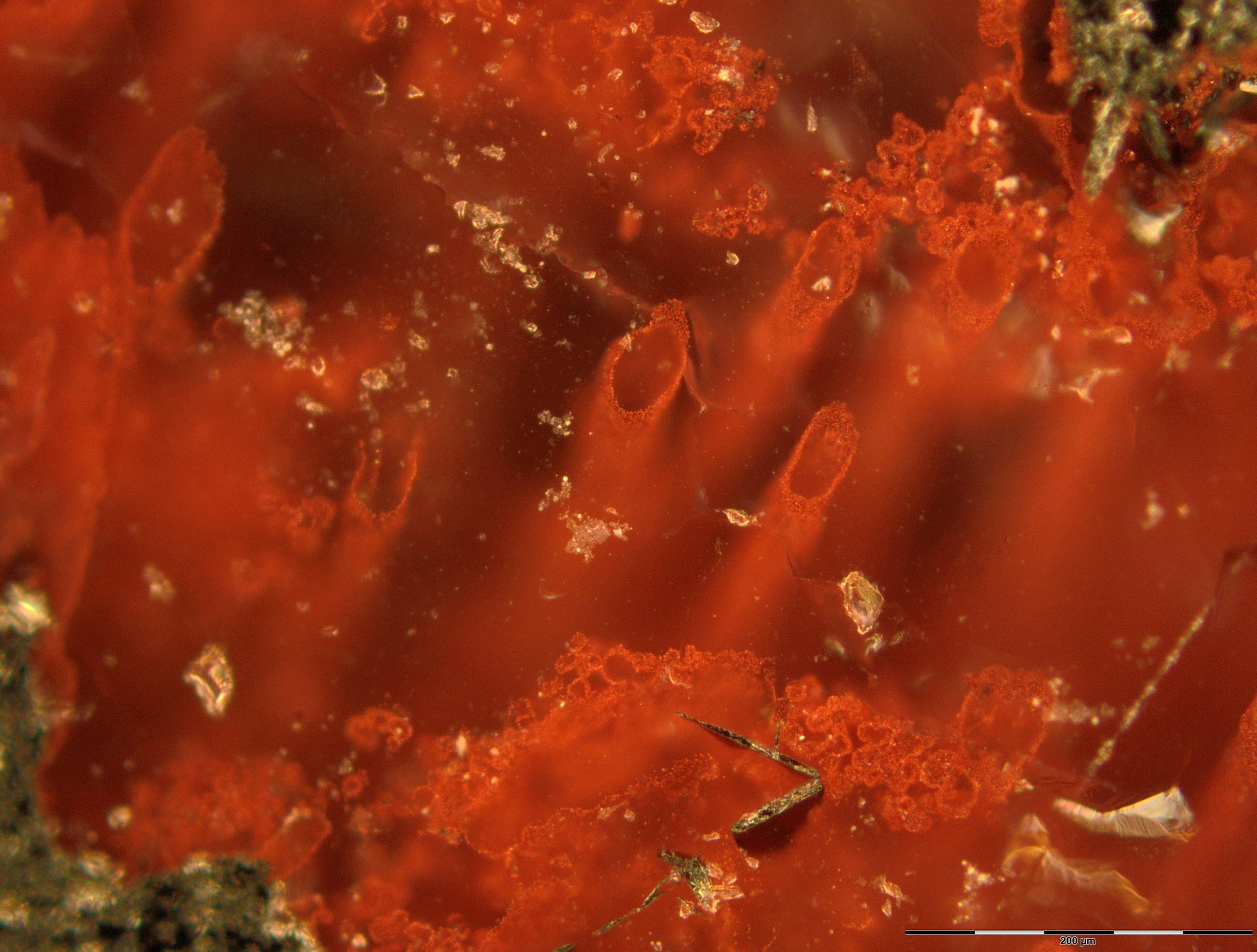 Hematite tubes from the hydrothermal vent deposits that represent the oldest microfossils and evidence for life on Earth. The remains are at least 3.7 billion years old. - Image Credit: Matthew Dodd/UCL