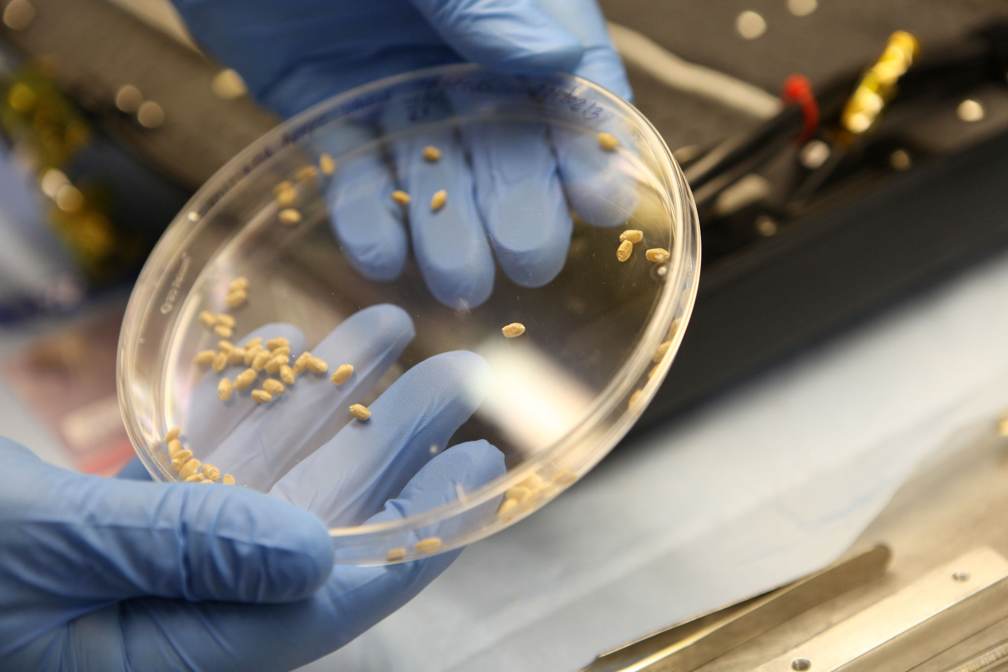 Scientists prepare Apogee wheat seeds for the science carrier, or base, of the Advanced Plant Habitat (APH). A growing substrate called arcillite was packed down in the base and coverings were secured on top of the base. - Image Credit: NASA/Bill White