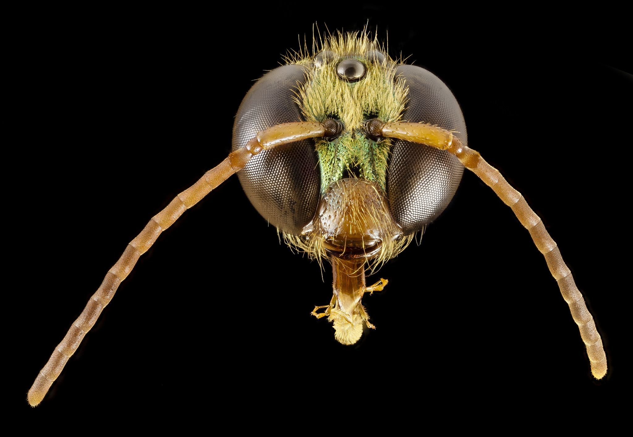 Megalopta genalis - Image Credit: United States Geological Survey