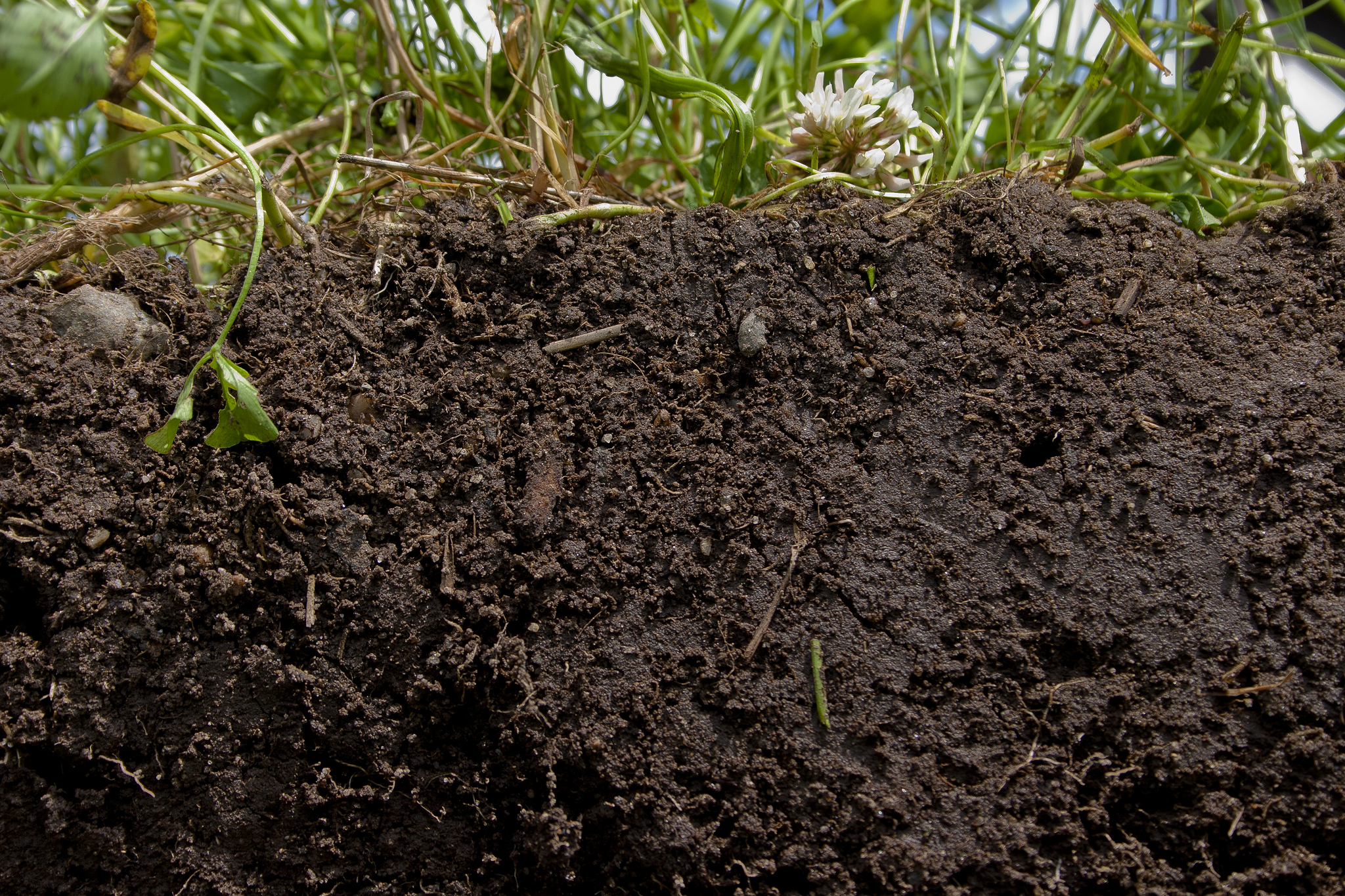 Planting a diverse blend of crops and cover crops, and not tilling, helps promote soil health. - Image Credit: Catherine Ulitsky, USDA/Flickr , CC BY