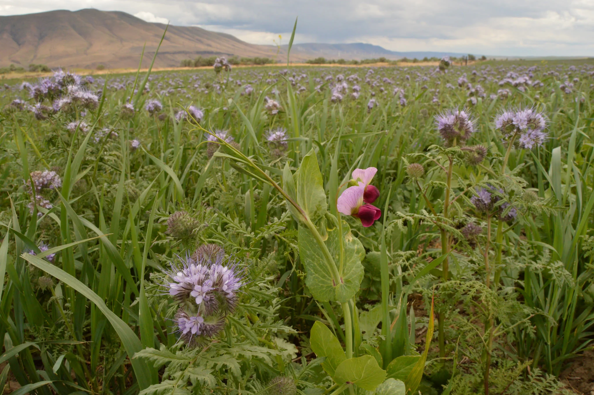 Cover crops planted on wheat fields in The Dalles, Oregon. - Image Credit:&nbsp;Garrett Duyck, NRCS/Flickr,&nbsp;CC BY-ND