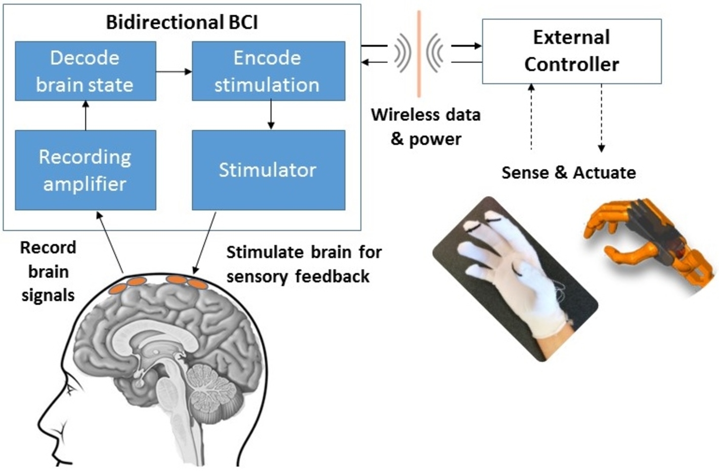 A bidirectional brain-computer interface (BBCI) can both record signals from the brain and send information back to the brain through stimulation. - Image Credit: Center for Sensorimotor Neural Engineering (CSNE), CC BY-ND