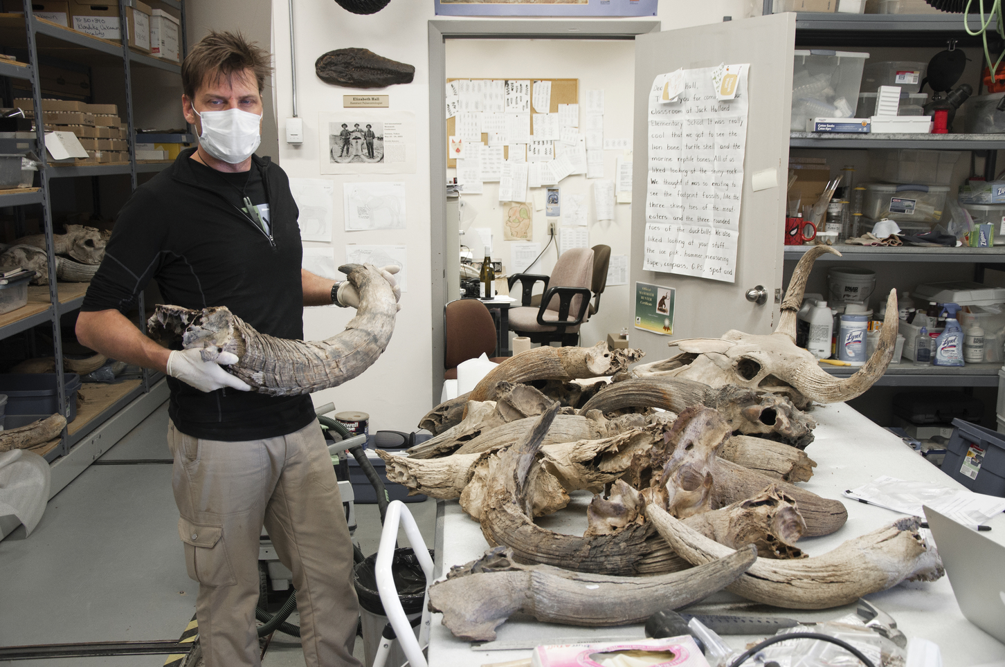 lan Cooper inspects ice age bones from the Yukon Palaeontology Program’s collection, Canada, 2015. - Image Credit: Julien Soubrier