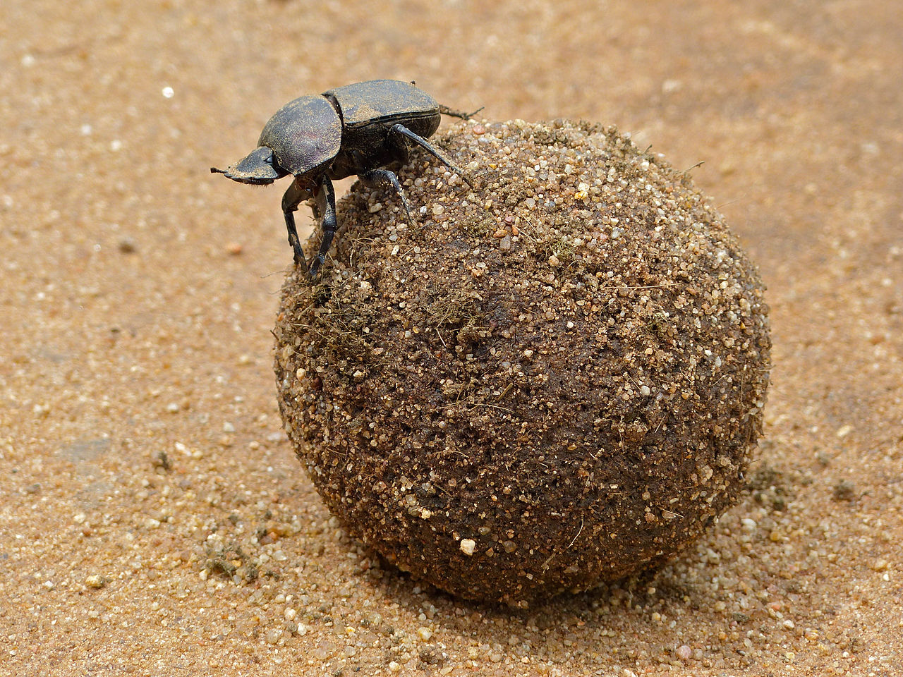 Where am I supposed to take this thing? - Image Credit: Bernard Dupont/WikimediaCommons