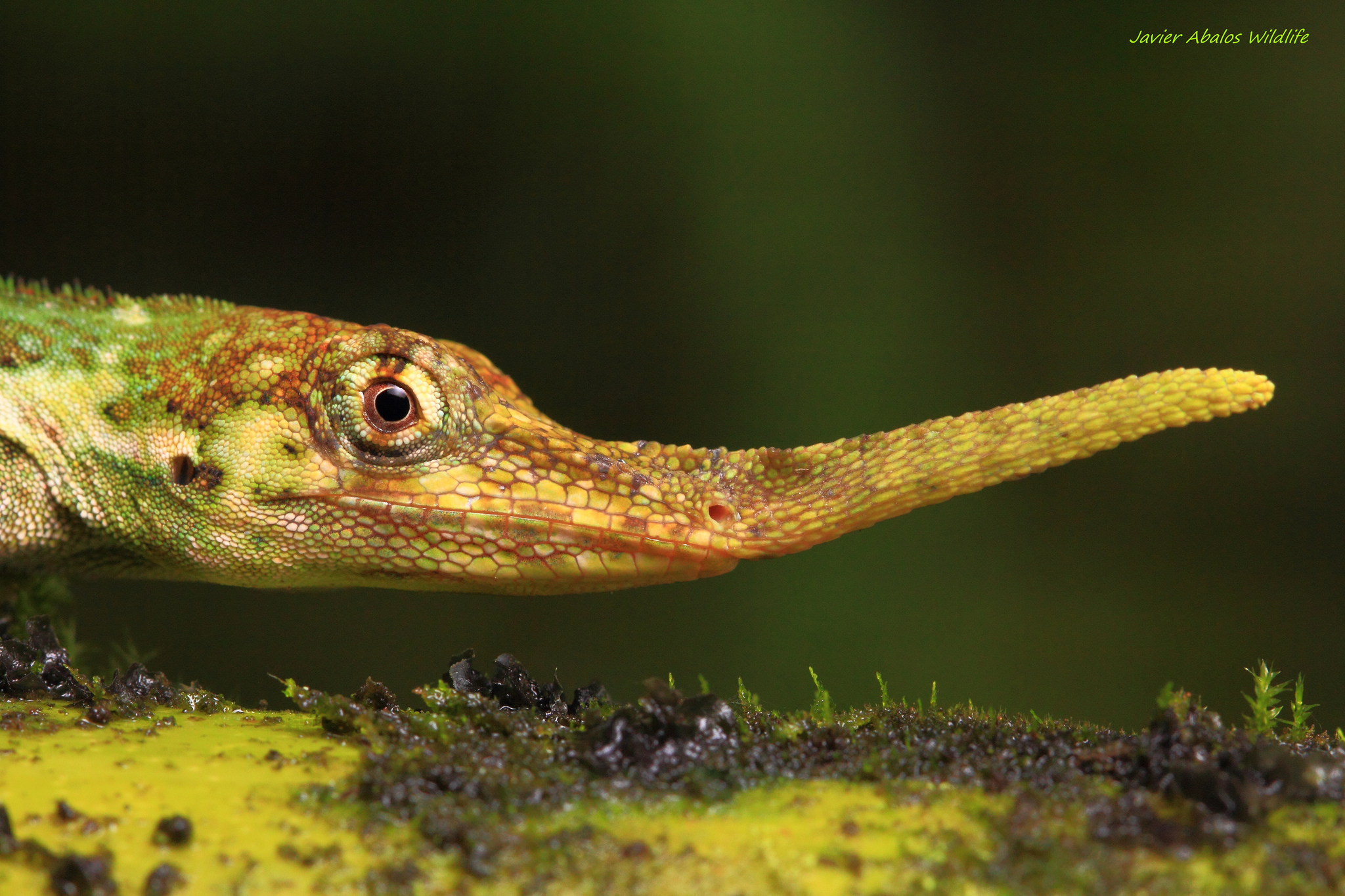 The Pinocchio anole lizard (Anolis probiscis) was first described in Ecuador in 1953, then believed to have become extinct until it was rediscovered in 2005. - Image Credit: Javier Abalos Alvarez/Flickr , CC BY-SA