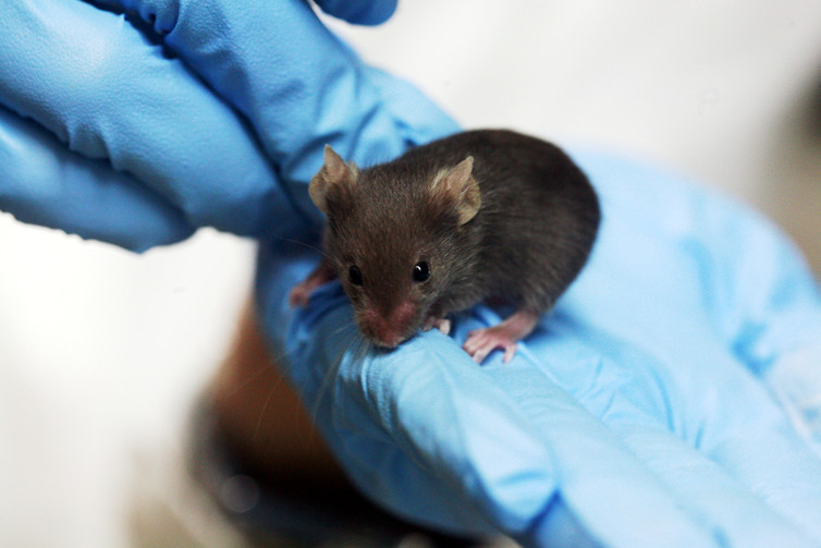 Lab mouse. - Image Credit: Rama/wikipedia , CC BY-SA