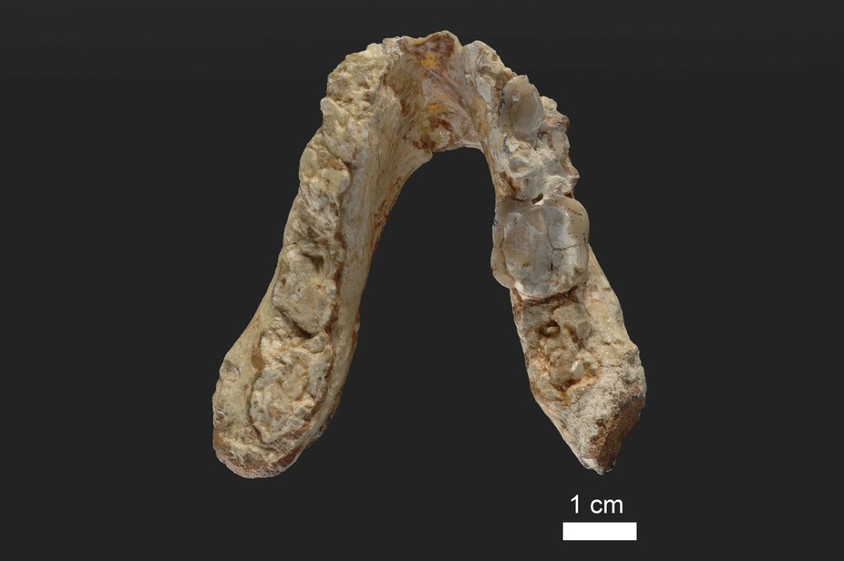 Lower jaw of the 7.2 million year old ape species Graecopithecus freybergi (El Graeco) from Pyrgos Vassilissis, Greece (today in metropolitan Athens). - Image Credit: Wolfgang Gerber, University of Tübingen