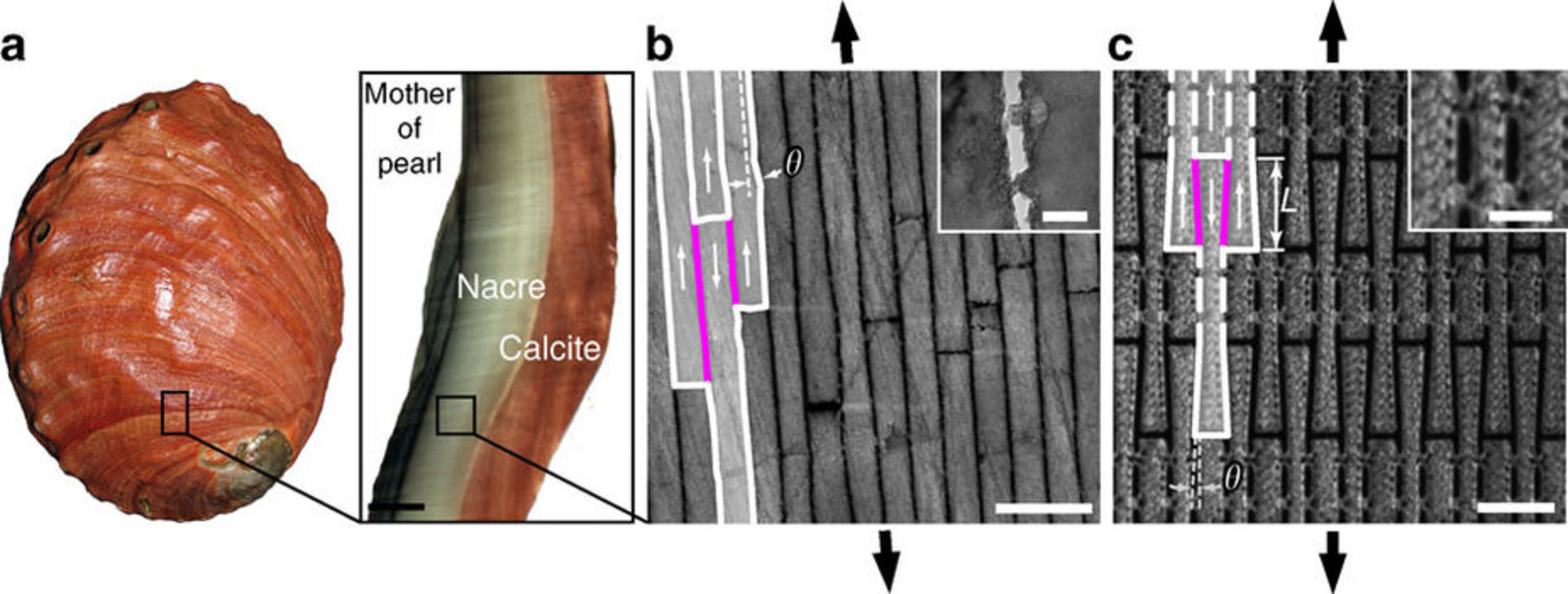 A cross-section from a red abalone ( Haliotis rufescens ) shell shows its brick wall mechanical design. - Image Credit: Espinosa et al., Nature Communications 2, 173 (2011) , CC BY
