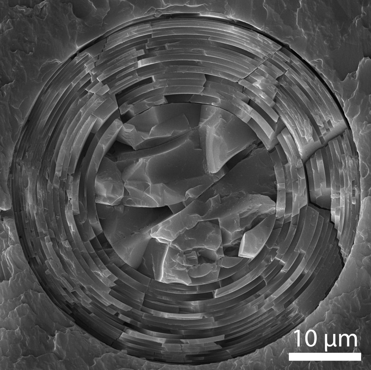 A cross-section of an Euplectella aspergillum spicule showing the arrangement of microscopic concentric layers of glass inside it. - Image Credit: James C. Weaver/PNAS , CC BY-ND